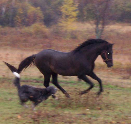 Running free....