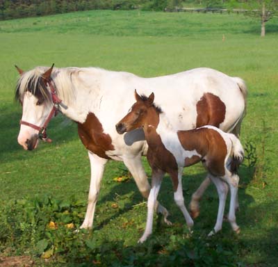pinto paso fino