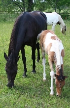 FS Gabardina de Dominante & FS Carlito
