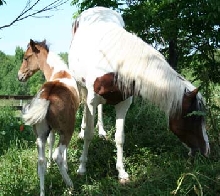 2008 pinto colt
