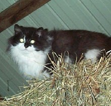 barn cat