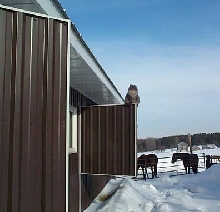 Minou...the barn cat
