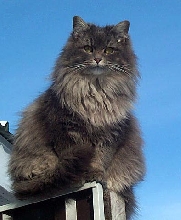 Minou up close
