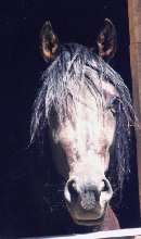 FS Dominante(El Classico de Plebeyo x Hidalguia La Joya(Ladrillo)