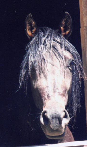 FS Dominante(El Classico de Plebeyo x Hidalguia La Joya(Ladrillo)