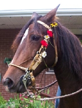FS Querida Mia(JJ de Favorito x Grey Barn Corveta)