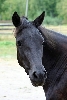 black paso fino filly FS GAbardina