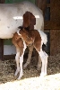 baby pinto paso