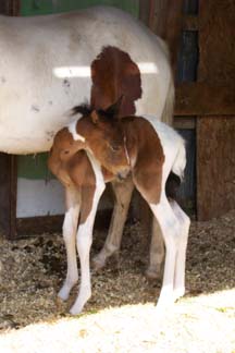 baby pinto paso