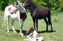 paso fino pinto baby