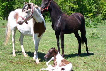 paso fino pinto baby