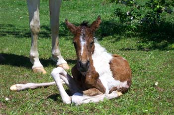 baby pinto paso