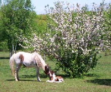 pinto filly