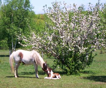 pinto filly