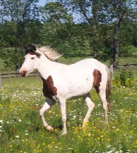 pinto paso fino