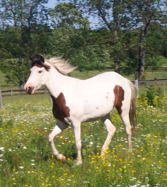 pinto paso fino