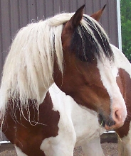FS Arlequin(Casanova Sin Par x Melindrosa del CC)