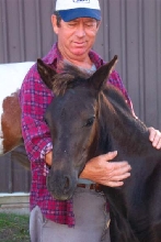paso fino filly