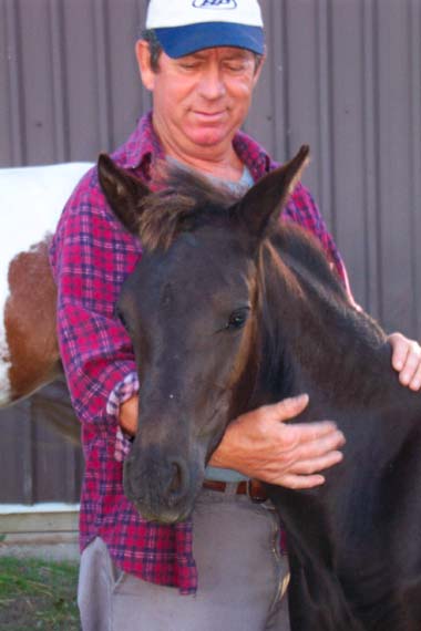 paso fino filly