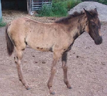 paso fino filly