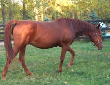 what breed is this?