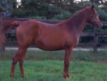 here's another one..what breed?