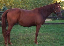 Rocky Mt. mare