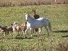 23 yr. old paso fino gelding