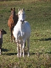 paso fino on guard!