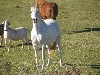 boss of the herd