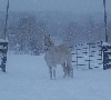 pasos in the snow