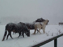 FS Pasos in winter