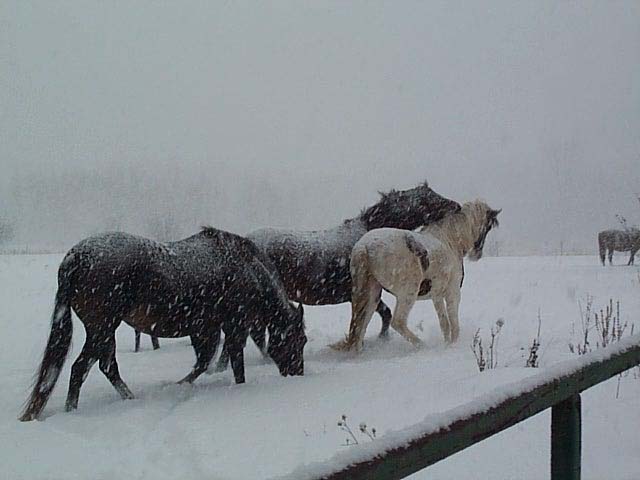 FS Pasos in winter