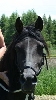 Gorgeous spanish stallion