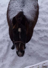where's my hay?