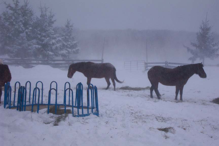 pasos in the snow