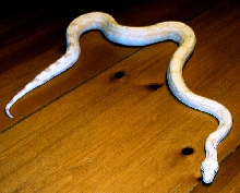 Tara