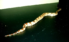 Young hypo female
