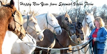 herd of horses