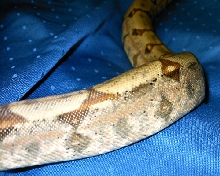 Misty's side colors indoors