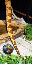 misty's tail 06/06