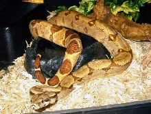 Misty on her water bowl