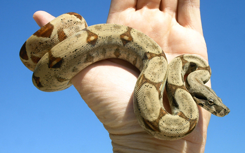 same snake when younger