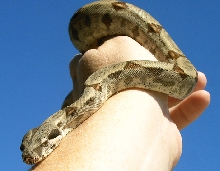 same snake when younger 2