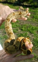 Misty's hypo back pattern