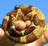 closeup of the tail