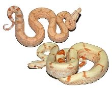 Albino Arabesque and Sunglow