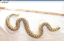 HUGE western hognose