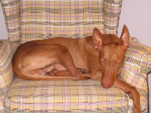 Seti Reclining