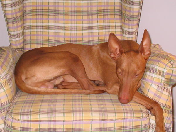 Seti Reclining